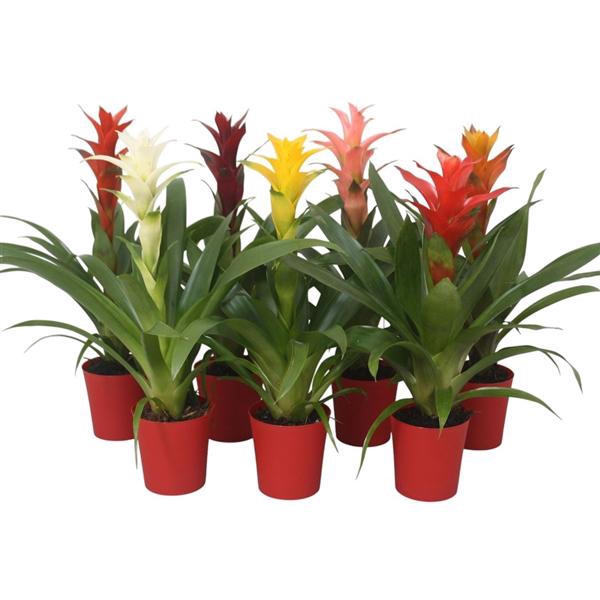 <h4>Guzmania mix in rode kunststof pot</h4>
