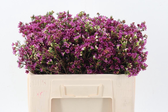 <h4>Chame Ninas Delight</h4>