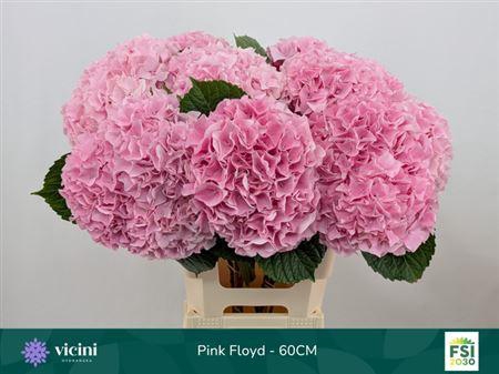 <h4>Hydr M Mag Pi Floyd 60cm</h4>