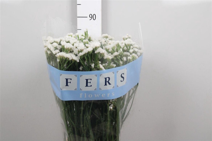 <h4>Lim S White Starl Wings</h4>