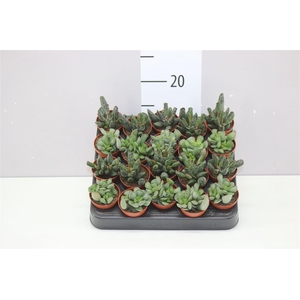 Adromischus Mix