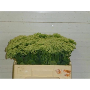 SEDUM SPECTABILE