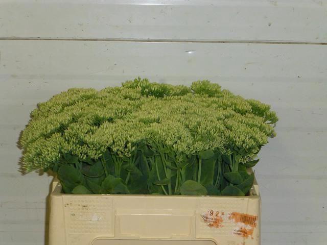 <h4>SEDUM SPECTABILE</h4>