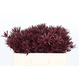 Eryn Orion Kl Bh Bordeaux