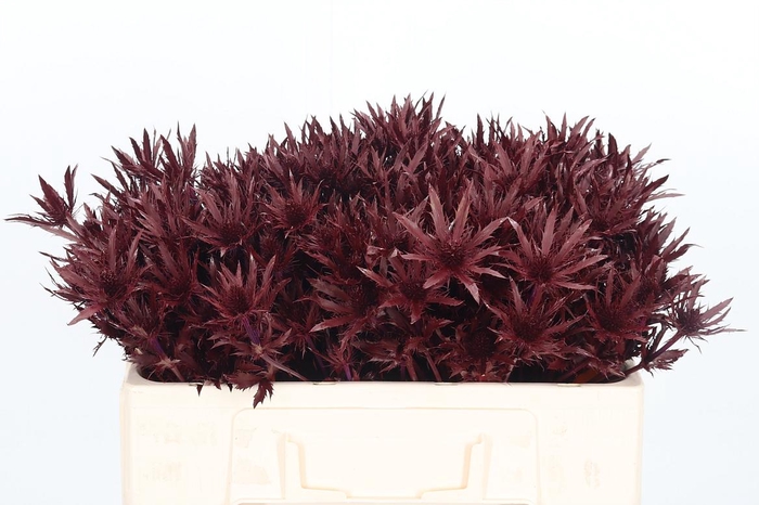 <h4>Eryn Orion Kl Bh Bordeaux</h4>