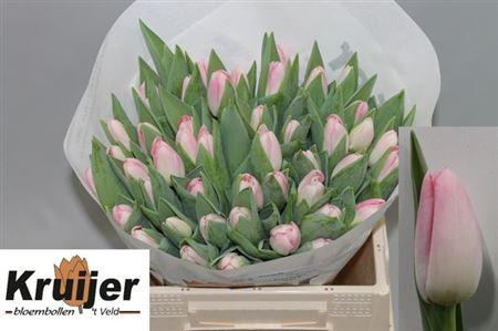 <h4>Tu En Dynasty</h4>