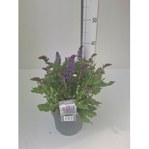 SALVIA NE OV