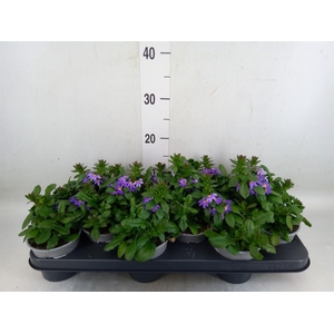 Scaevola aemula 'Blue Fan'