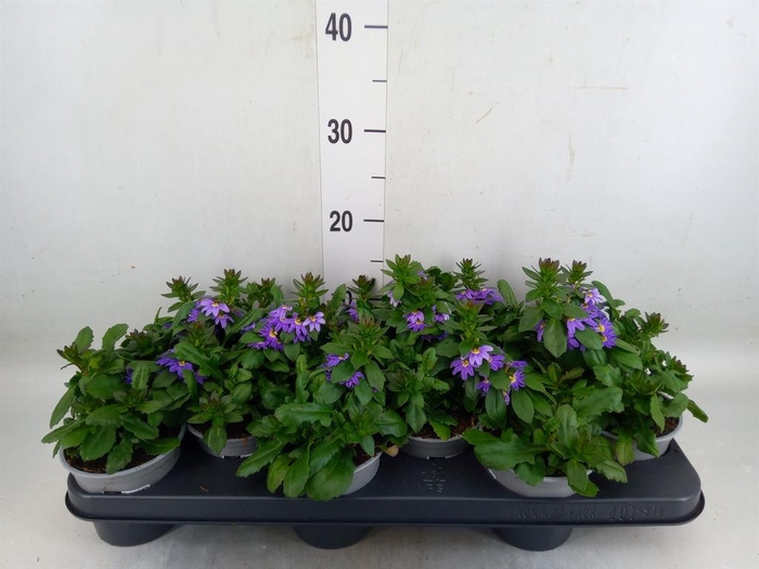 <h4>Scaevola aemula 'Blue Fan'</h4>