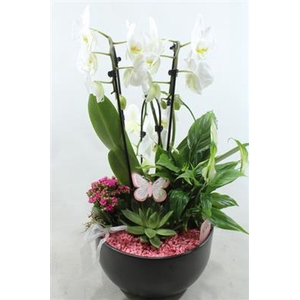 0971 Cascade PINK 3Tak