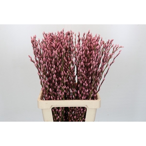 Salix Caprea Snow Flake P. Light Pink