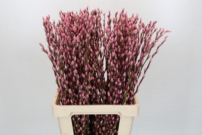 <h4>Salix Caprea Snow Flake P. Light Pink</h4>