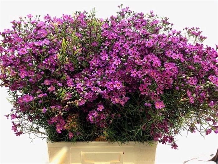 <h4>CHAME UN JUPITER</h4>