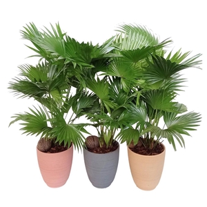 Livistona in Parijs mix