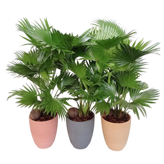 <h4>Livistona in Parijs mix</h4>