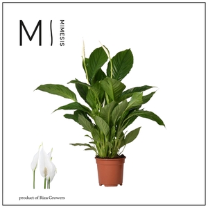 Mimesis Spathiphyllum Vivaldi - 17 cm