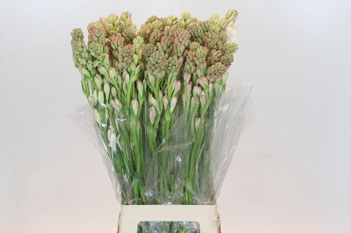 <h4>Polianthes Tuberosa</h4>