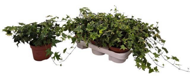 <h4>HED HE YELLOW RIPPLE</h4>