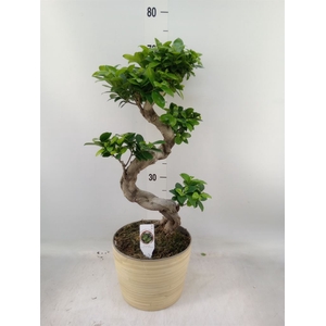 Ficus microcarpa 'Ginseng'