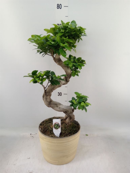 <h4>Ficus microcarpa 'Ginseng'</h4>