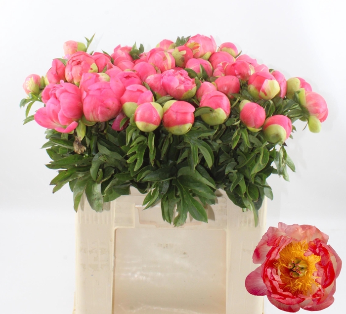 <h4>PAEO CORAL SUNSET</h4>