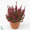 Calluna vulg. 'Dark Beauty'