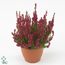 Calluna vulg. 'Dark Beauty'