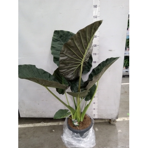 Alocasia  'Regal Shields'