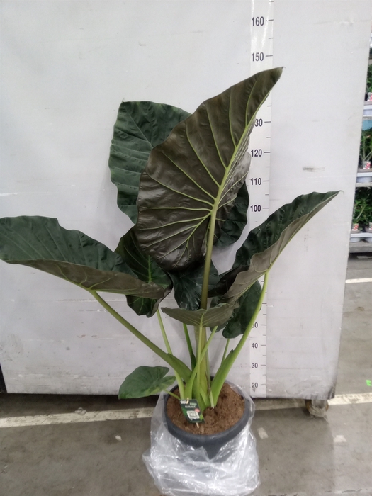 <h4>Alocasia  'Regal Shields'</h4>