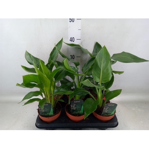 Strelitzia reg.   ...no flowers