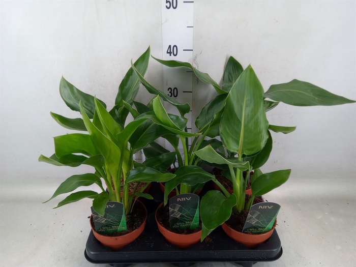 <h4>Strelitzia reg.   ...no flowers</h4>