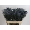 Eryngium Blue Dynamite