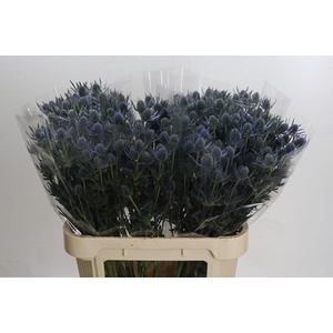Eryngium Blue Dynamite
