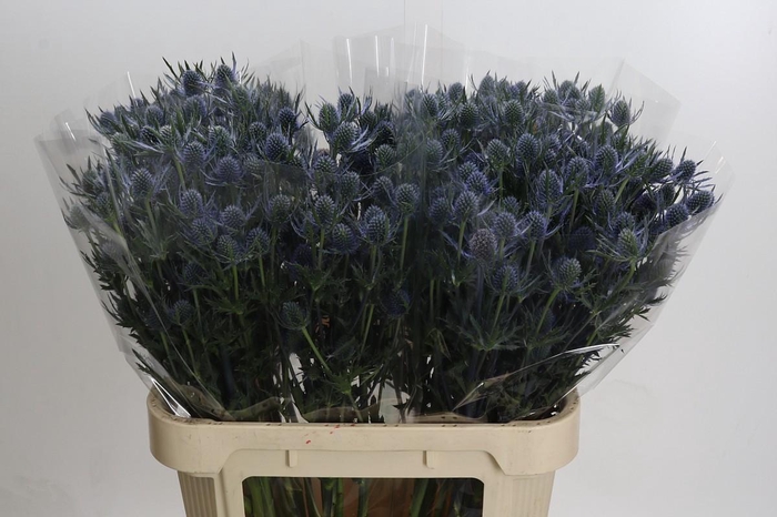 Eryngium Blue Dynamite
