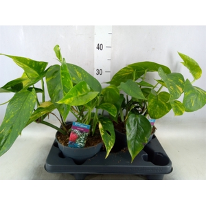 Epipremnum   ...
