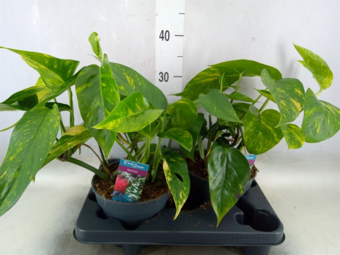 <h4>Epipremnum   ...</h4>
