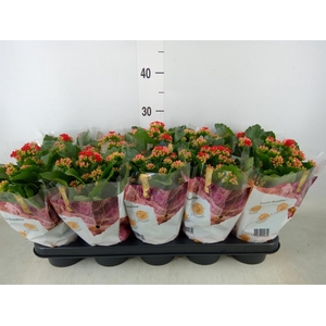 Kalanchoe blos. 'RosDon Justino'