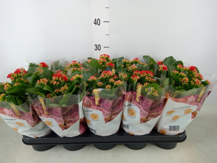 <h4>Kalanchoe blos. 'RosDon Justino'</h4>