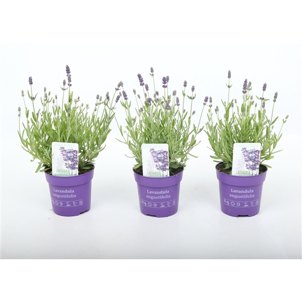 <h4>Lavandula ang. 'Ardèche Blue' 10,5 cm</h4>