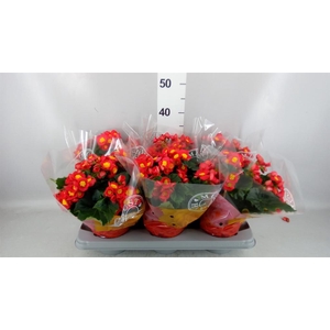 Begonia elat. HL 'Valentino Pink'