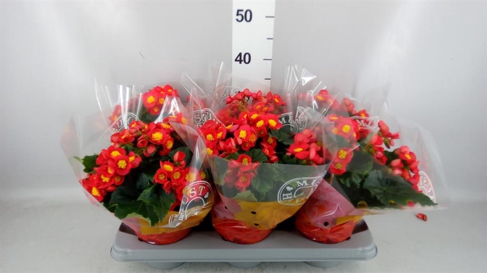 <h4>Begonia elat. HL 'Valentino Pink'</h4>