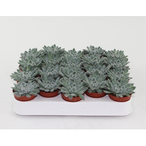 Echeveria Rundelii Special