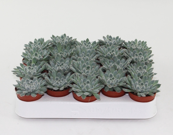 <h4>Echeveria Rundelii Special</h4>