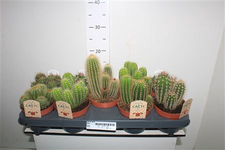 <h4>Cactus Gem</h4>