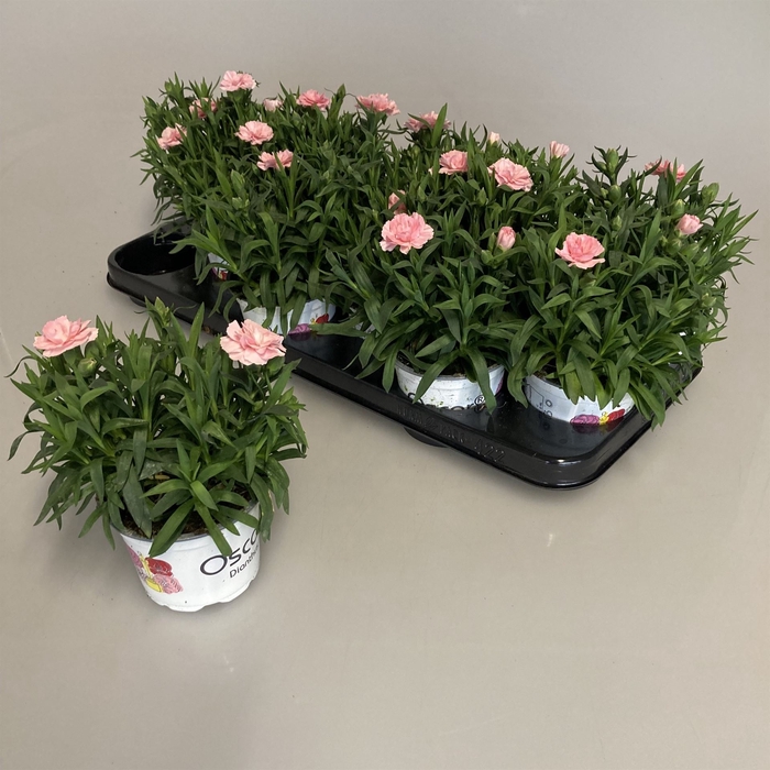<h4>Dianthus  'Oscar Pink'</h4>
