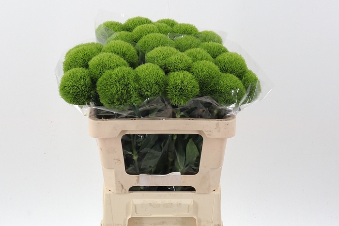 <h4>Kiwi Mellow x30</h4>