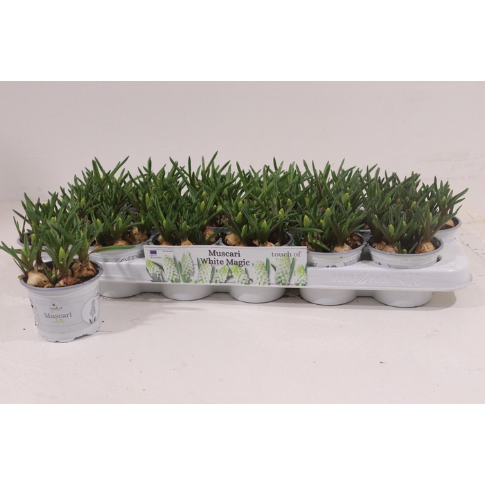 <h4>MUSCAR WHITE MAGIC</h4>