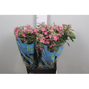 Oxy Bridal Diana Pink