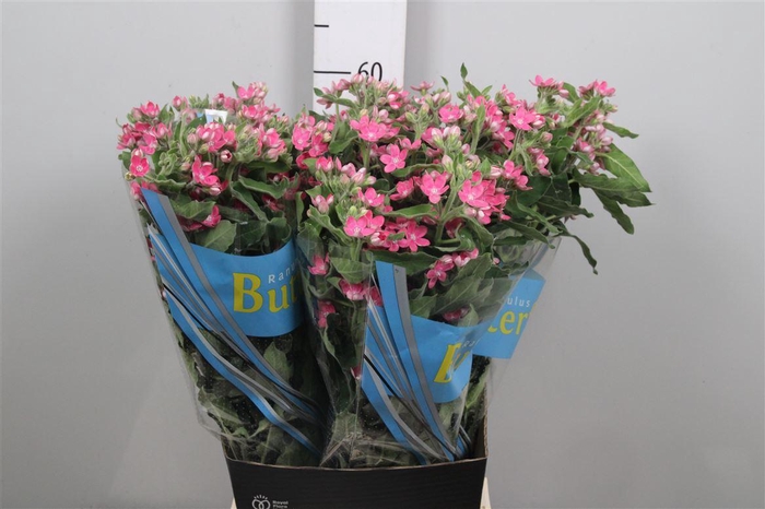 <h4>Oxy Bridal Diana Pink</h4>