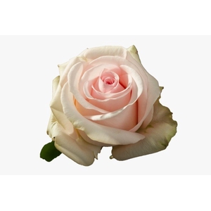 R Gr Novia Light Pink 50cm EC